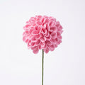 Pompom Flower Light Pink